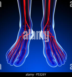 3D gerenderte Darstellung der menschlichen arteriellen system Stockfoto