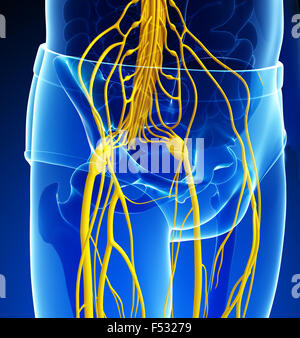 Darstellung der männlichen Beckengürtel Nervensystem Kunstwerk Stockfoto