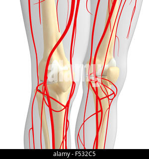 3D gerenderte Darstellung der menschlichen arteriellen system Stockfoto