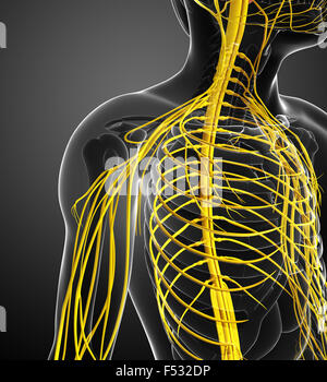 Darstellung der männlichen Schulter Nervensystem Kunstwerk Stockfoto