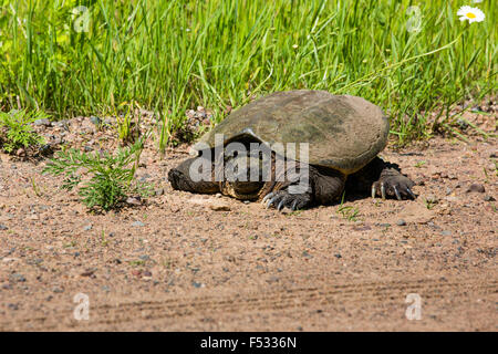 Gemeinsamen Schnappschildkröte Stockfoto