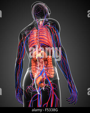 Verdauungs- und Kreislaufsystem des männlichen Körpers Kunstwerk Stockfoto
