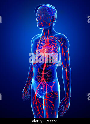 3D gerenderte Darstellung der männlichen arteriellen system Stockfoto
