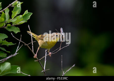 Weibliche gemeinsame Yellowthroat (Geothlypis trichas) eine Libelle Durchführung Stockfoto