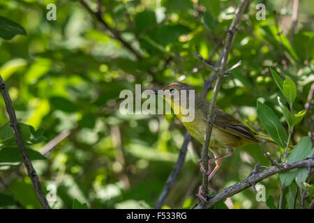 Gemeinsame Yellowthroat - weiblich Stockfoto