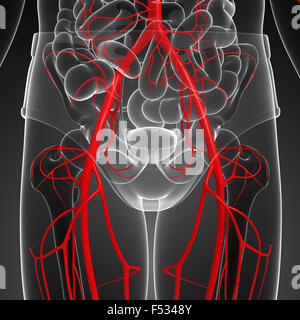 3D gerenderte Darstellung der menschlichen arteriellen system Stockfoto