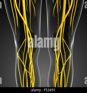 Illustration des menschlichen Knie Nervensystem Stockfoto