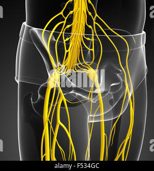 Darstellung der männlichen Beckengürtel Nervensystem Stockfoto