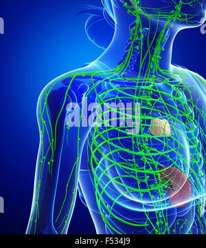 Darstellung des weiblichen Körpers lymphatische system Stockfoto