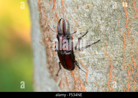 Lange-Säge Hirschkäfer (Prosopocoilus Inclinatus) in Japan Stockfoto