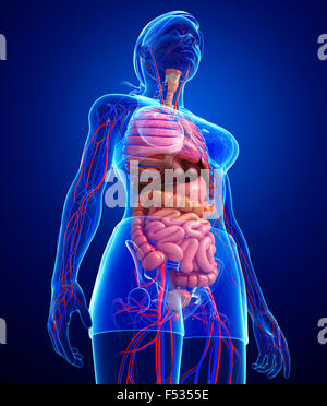 Verdauungs- und Kreislaufsystem des weiblichen Körpers Kunstwerk Stockfoto