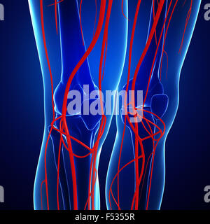 3D gerenderte Darstellung der menschlichen arteriellen system Stockfoto