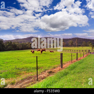 eingezäunten Paddock grüne Weide mit einer Herde von Braun Angus steuert, Fütterung und wächst in einer australischen Remotefarm Stockfoto