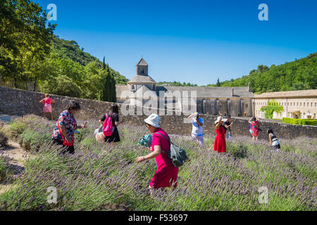 Chinesische Touristen in das Feld, Abbaye de Senanque, in der Nähe von Gordes, Vaucluse, Provence, Frankreich Stockfoto