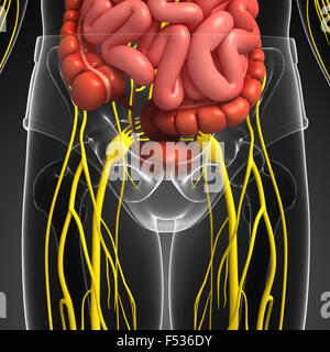 Illustration des menschlichen Beckengürtel mit nervös und Verdauungssystem artwork Stockfoto