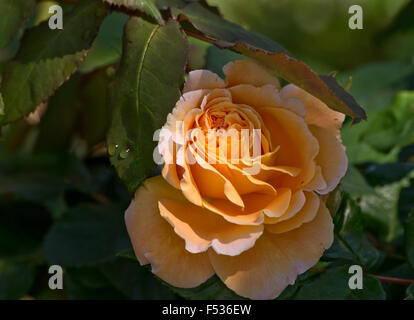Rose Kronprinzessin Margareta Stockfoto