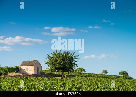 Weinberg, Savigny Les Beaune, Cote d ' or, Burgund, Frankreich Stockfoto