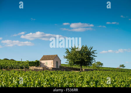 Weinberg, Savigny Les Beaune, Cote d ' or, Burgund, Frankreich Stockfoto