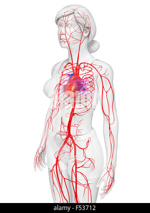 3D gerenderte Darstellung der weiblichen arteriellen system Stockfoto