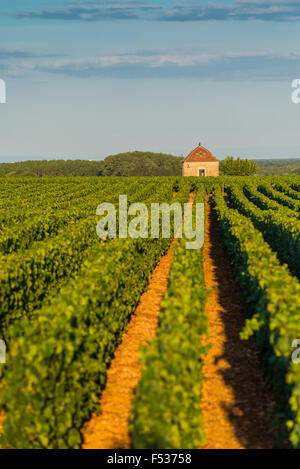 Weinberg, Savigny Les Beaune, Cote d ' or, Burgund, Frankreich Stockfoto