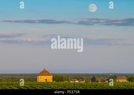 Weinberg, Savigny Les Beaune, Cote d ' or, Burgund, Frankreich Stockfoto