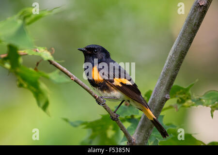 Amerikanische Redstart - männlich Stockfoto