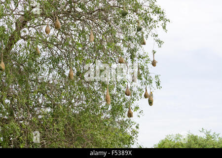 Weaver-Vogel-Nest hängen von einem Baum in der Nähe von indischen Ozean im Yala-Nationalpark, Sri Lanka im Dezember. Stockfoto