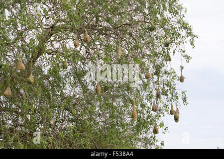 Weaver-Vogel-Nest hängen von einem Baum in der Nähe von indischen Ozean im Yala-Nationalpark, Sri Lanka im Dezember. Stockfoto