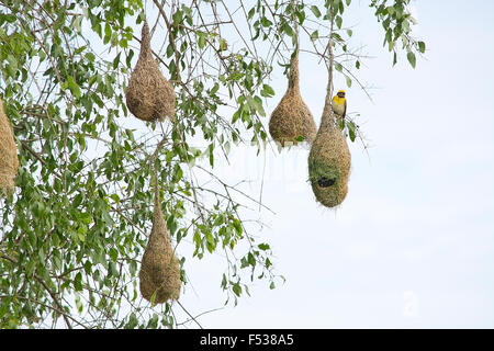 Weaver-Vogel-Nest hängen von einem Baum in der Nähe von indischen Ozean im Yala-Nationalpark, Sri Lanka im Dezember. Stockfoto