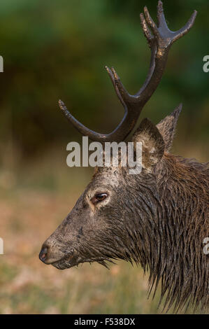 Reife Hirsche während der Brunftzeit. Stockfoto