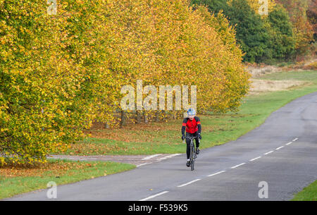 Radsportler, die entlang der Lindenallee in Clumber Park, Nottinghamshire, England im Herbst. Stockfoto