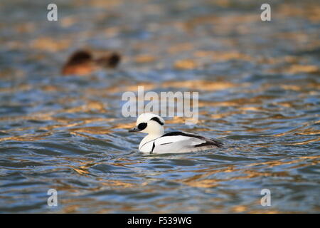 Zwergsäger (Mergus Albellus) Mann in Japan Stockfoto