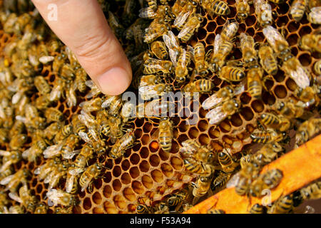 Bienen beschäftigt, Nahaufnahme von den Arbeitsbienen auf Waben. Bienen hautnah zeigen einige Tiere mit der Bienenkönigin in der Mitte ein Stockfoto