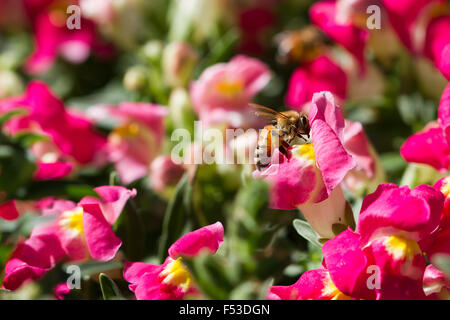 Honigbiene auf snapdragon Stockfoto