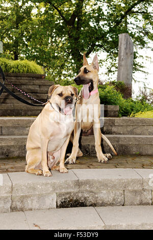 Zwei schöne Hund, ein Sharpei und eine Dogge zusammen sitzen auf den Stufen in einem Park. Stockfoto