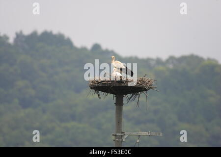 Oriental Storch (Ciconia Boyciana) in Japan Stockfoto