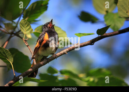 Amerikanische Redstart - männlich Stockfoto