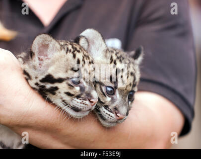 Nahaufnahme der beiden getrübt Leppard Cub während einer tierische Begegnung auf der seltene Species Conservation Centre, Sandwich, Kent. Stockfoto