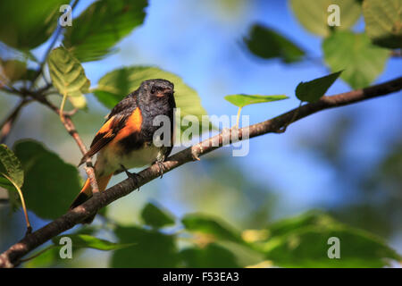 Amerikanische Redstart - männlich Stockfoto