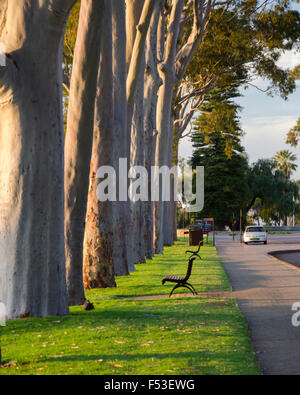 Eine Allee von Lemon-Scented Zahnfleisch (Corymbia Citriodora) im Kings Park, Perth, Western Australia Stockfoto