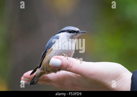 Das Foto zeigt einem Vogel Kleiber Samen aus der Hand frisst Stockfoto