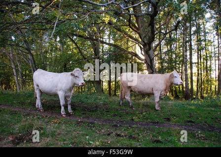 Zwei Charolais-Kühe in einem grünen Wald mit sonnigen baclground Stockfoto