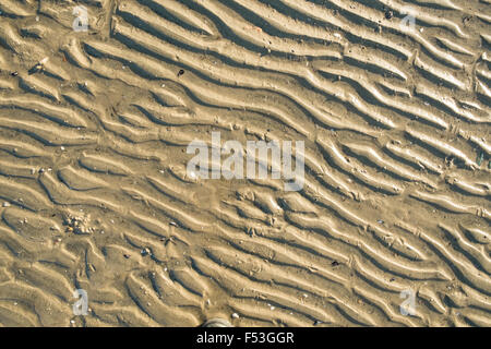 Wellige Strand Sand Textur mit einigen zerstreuten shells Stockfoto