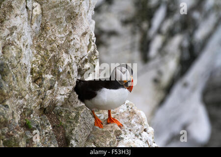 Papageitaucher auf Bempton Klippen, East Yorkshire, UK. Stockfoto