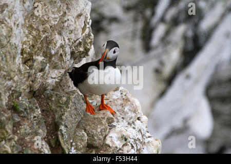 Papageitaucher auf Bempton Klippen, East Yorkshire, UK. Stockfoto