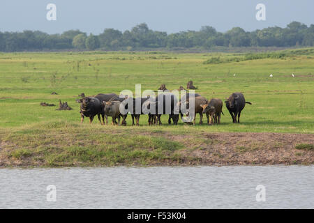 Gruppe von Buffalo in Wiese in der Nähe des Flusses Stockfoto