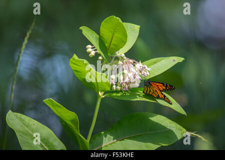 Monarchfalter auf gemeinsamen Seidenpflanze im nördlichen Wisconsin Stockfoto