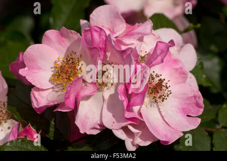 Rosa rosa Kissen Stockfoto