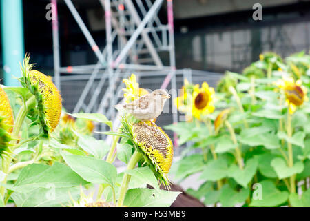 SPATZ ESSEN SAMEN AUF EINER SONNENBLUME Stockfoto