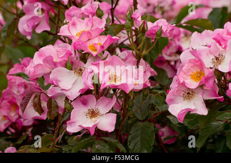 Rose rosa Kissen Stockfoto